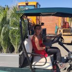 Datľovník kanársky (Phoenix canariensis) - výška 40-60 cm, kont. C3L ( -6°C)